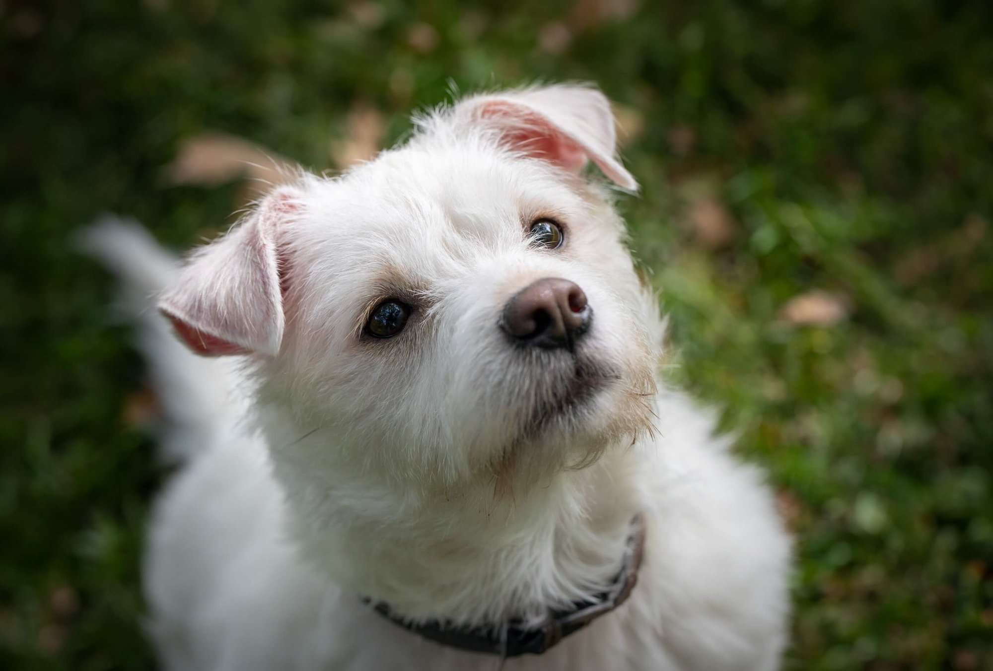 Small white terrier mix dog with pink ears looking up at camera while sitting on green grass