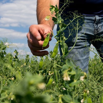 planting-yellow-peas