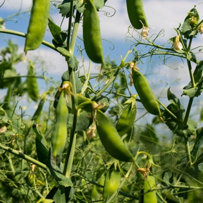 yellow-peas-closeup