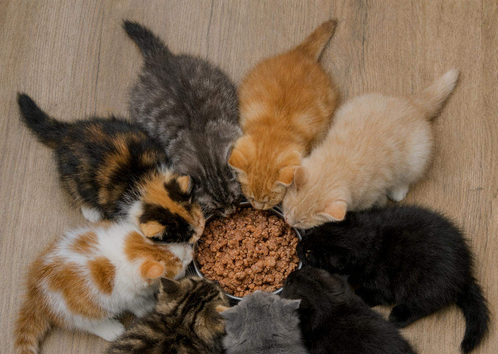 Kittens eating out of food bowl