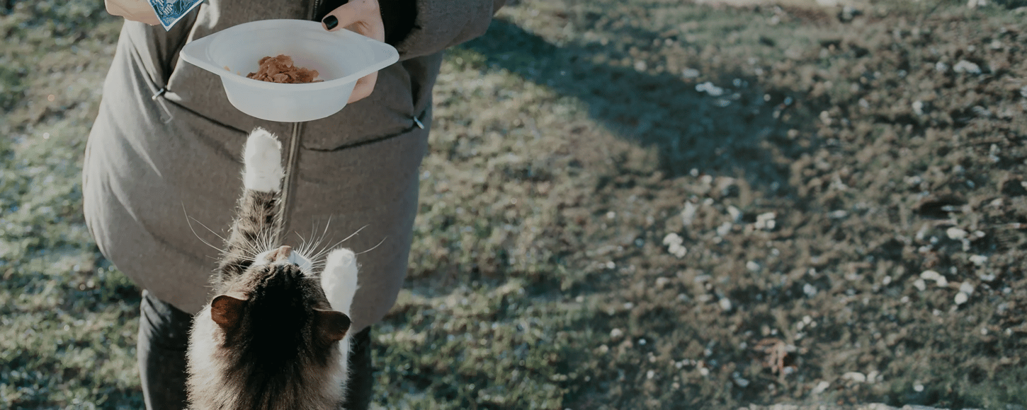 Cat reaching for food bowl