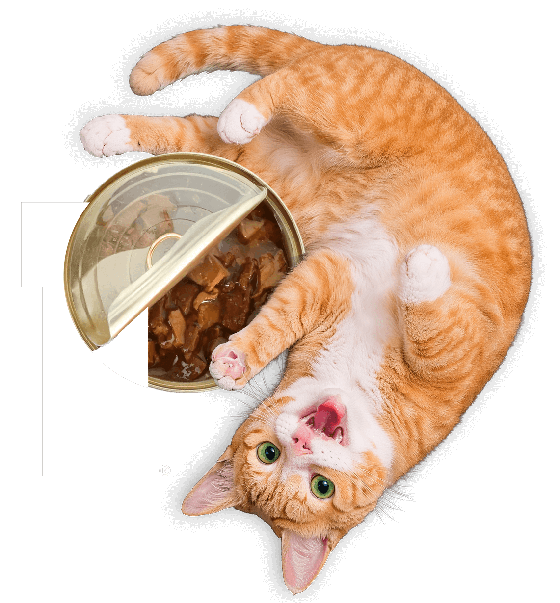 P Logo Cat with Can Wet Food