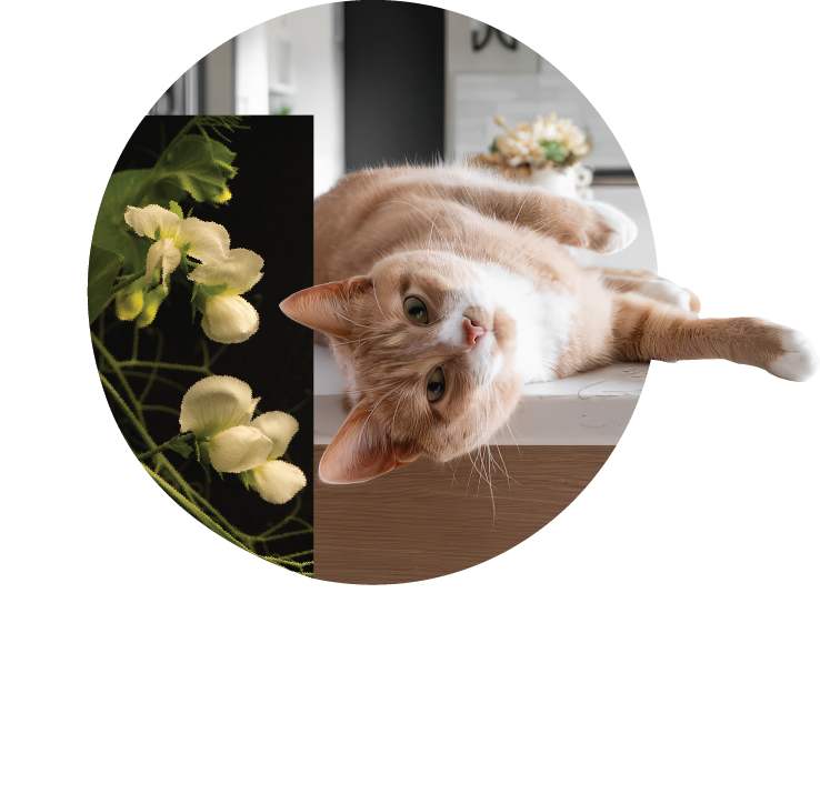 PURIS Logo Cat Goldie