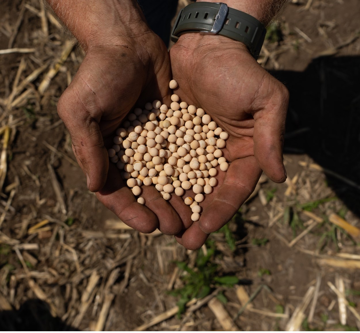 Farmer with Pea Seeds in hands