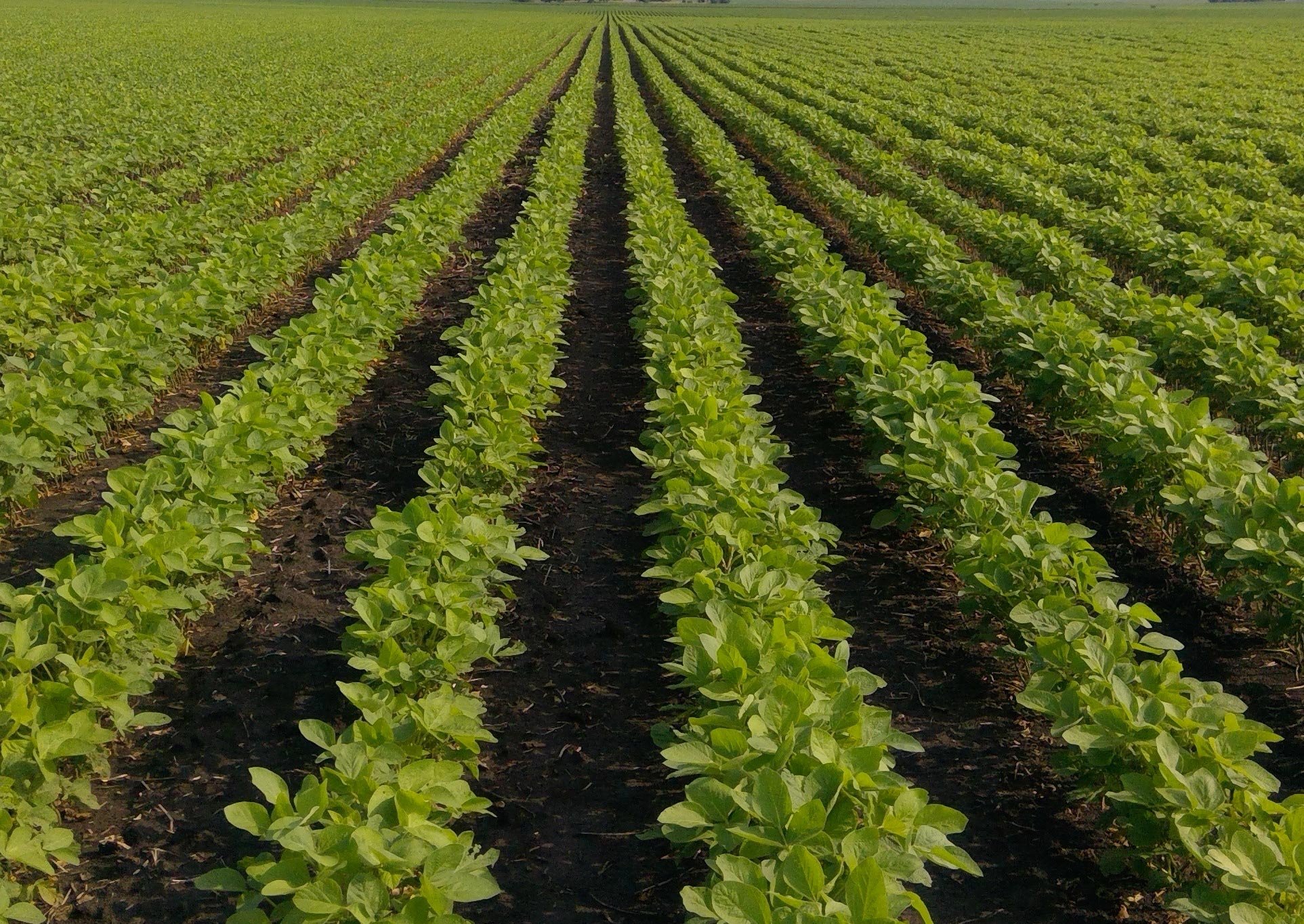 PURIS soybeans