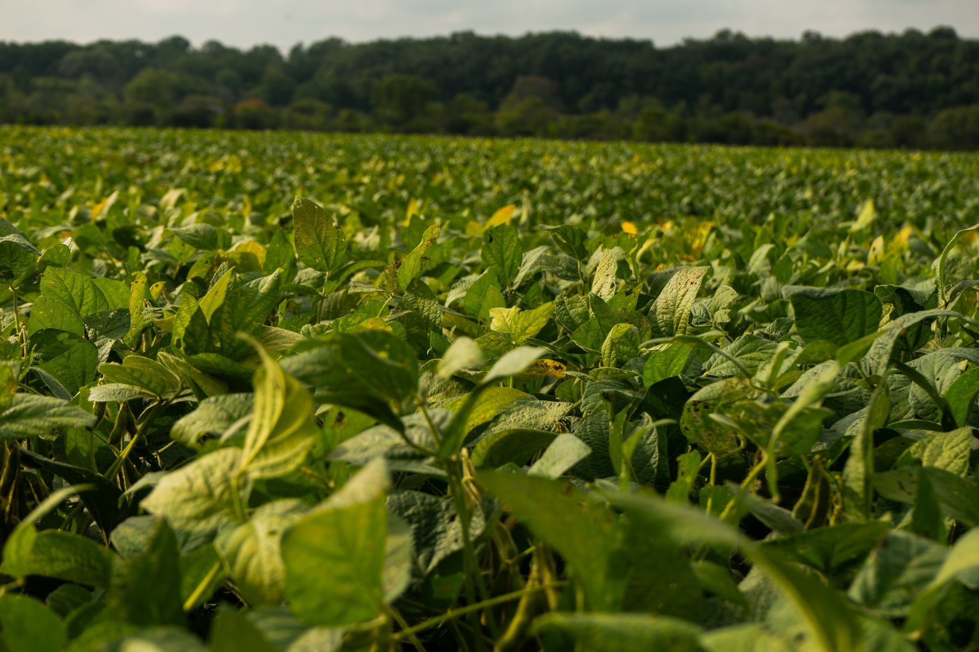 non-GMO soybeans