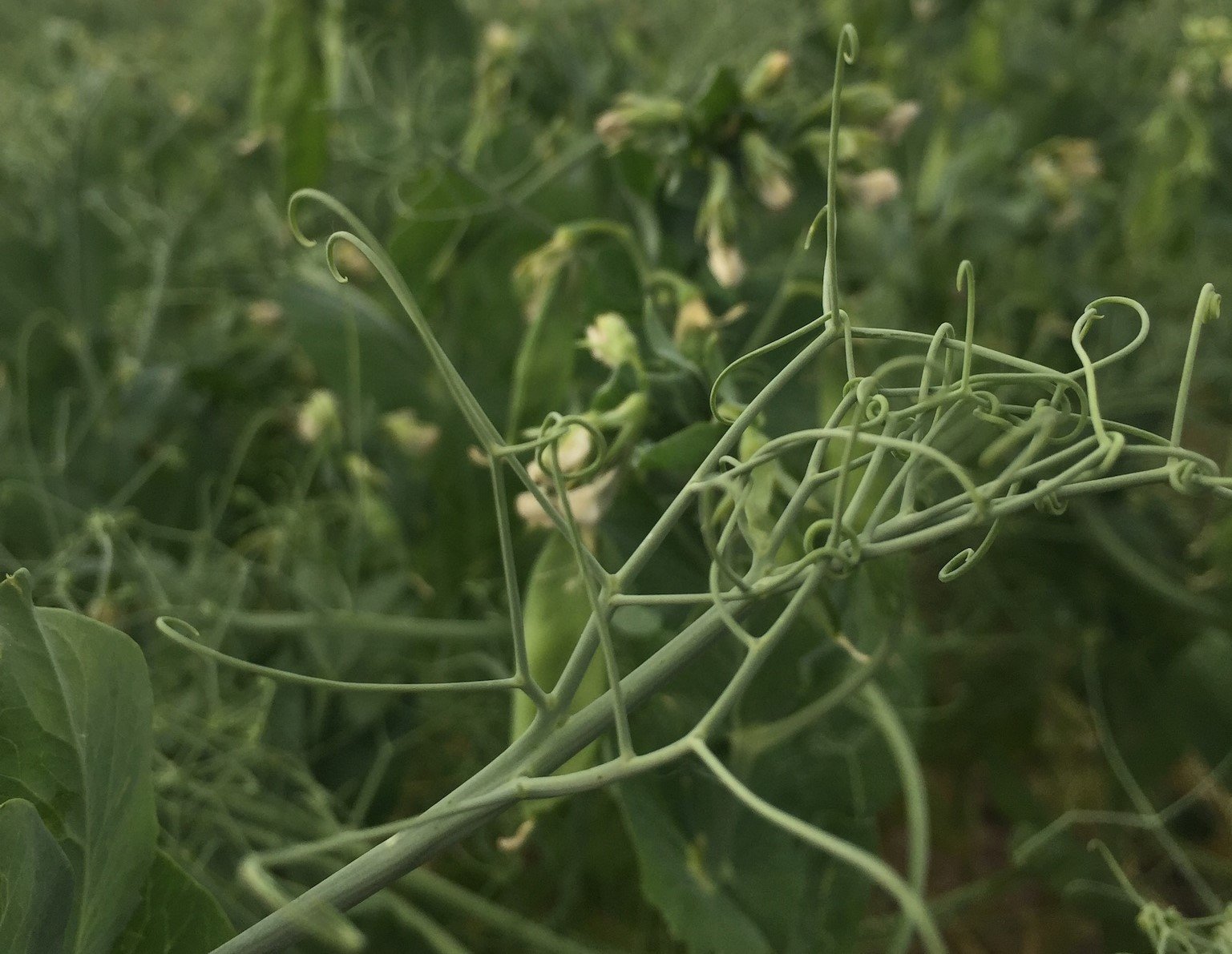 PURIS non-GMO verified pea plants on a black background