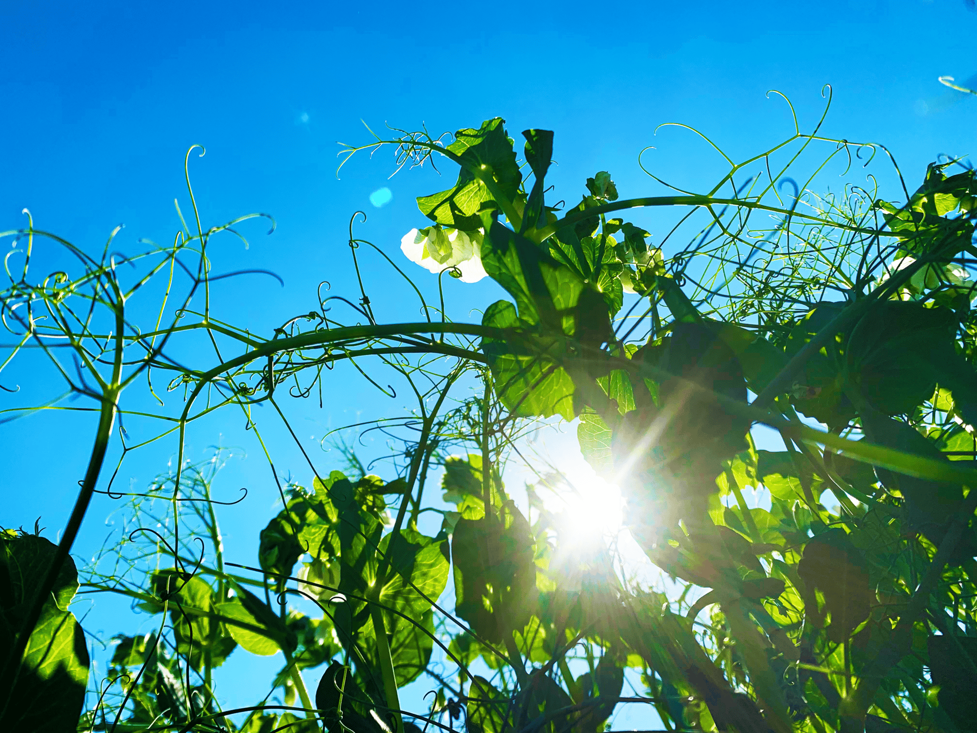 non-gmo yellow field peas