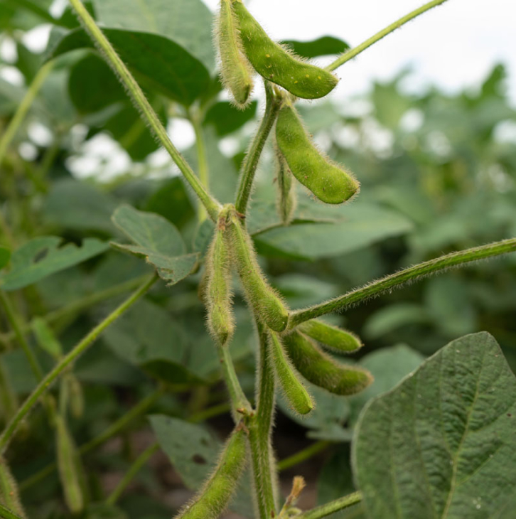 Non-GMO Soybeans