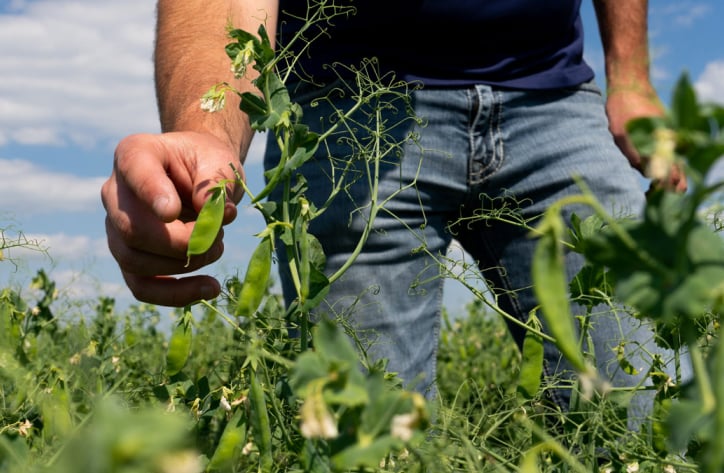 Farmer in blue jeans stands in knee-high yellow pea field pinching field pea.