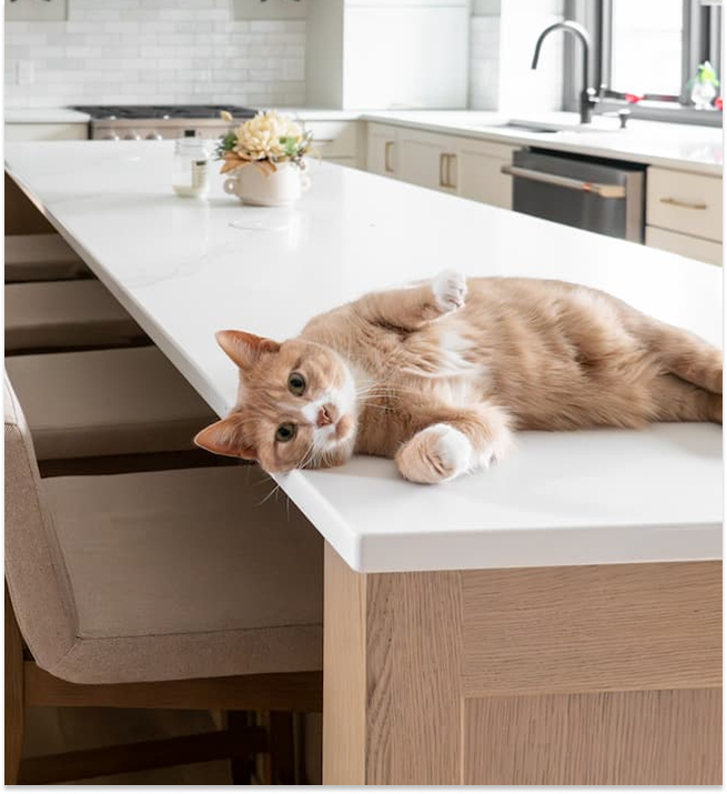 Cat laying on kitchen counter