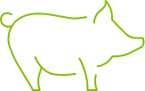 Pig.