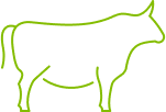 Steer.
