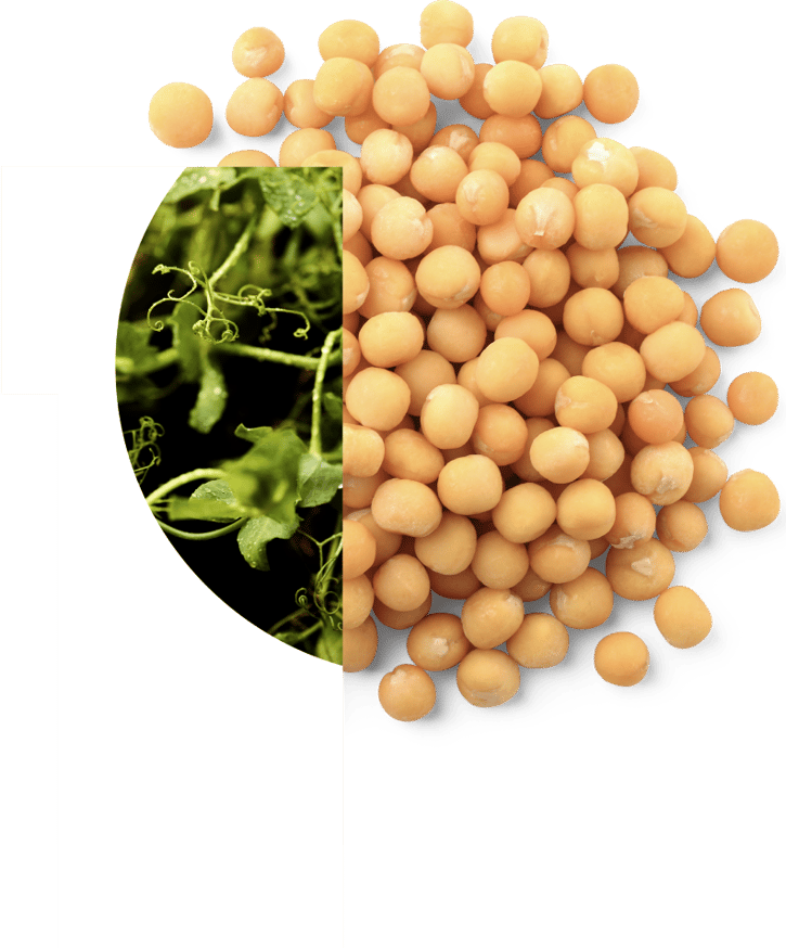 Growers pea seeds