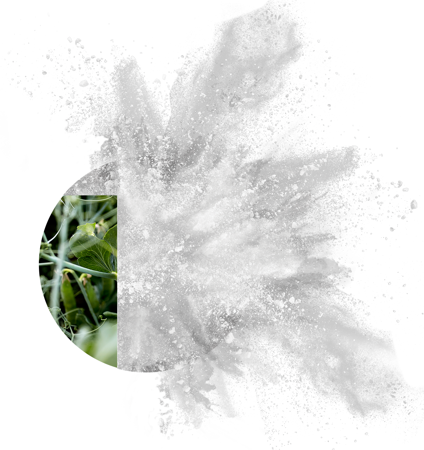 PURIS pea starch