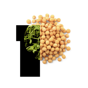 PURIS Yellow Field Pea Seed PP-1804