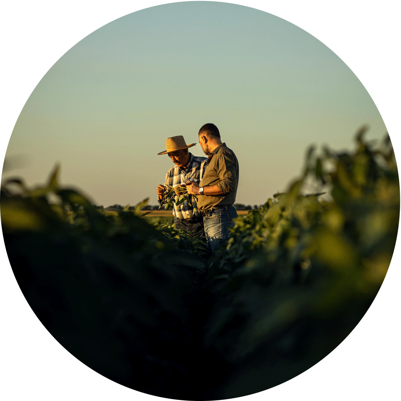 farmers-discussing-in-field