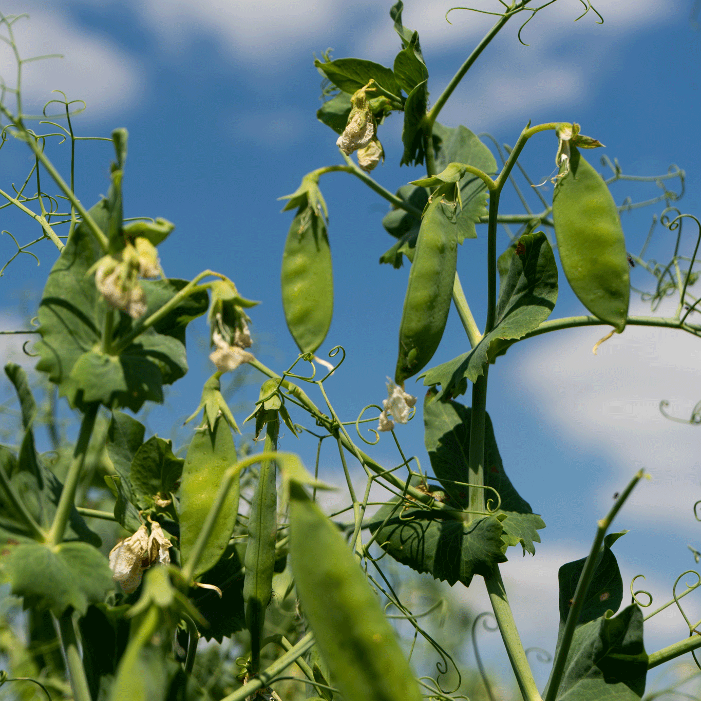 pea-crop-bloom