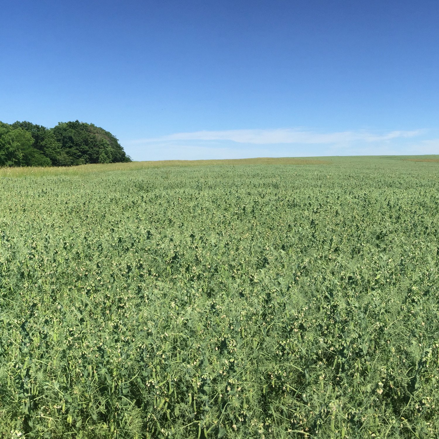 a field of pea plants