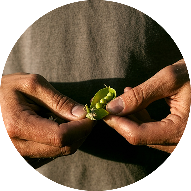 farmer hands opening peas to reflect pea protein supply chain