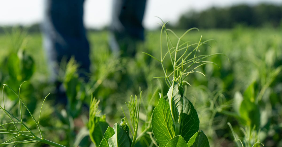 Farmer standing in pea crop field with focus on green plant leaves and stems in foreground