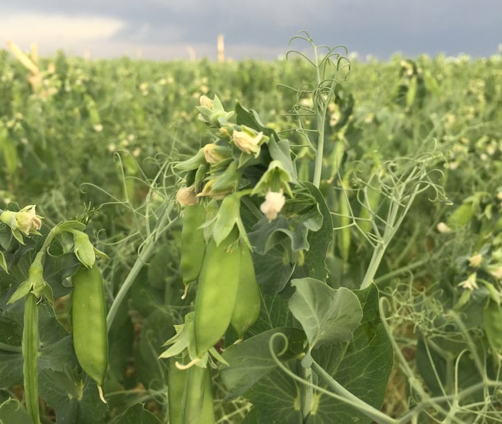 pea-field-close-up