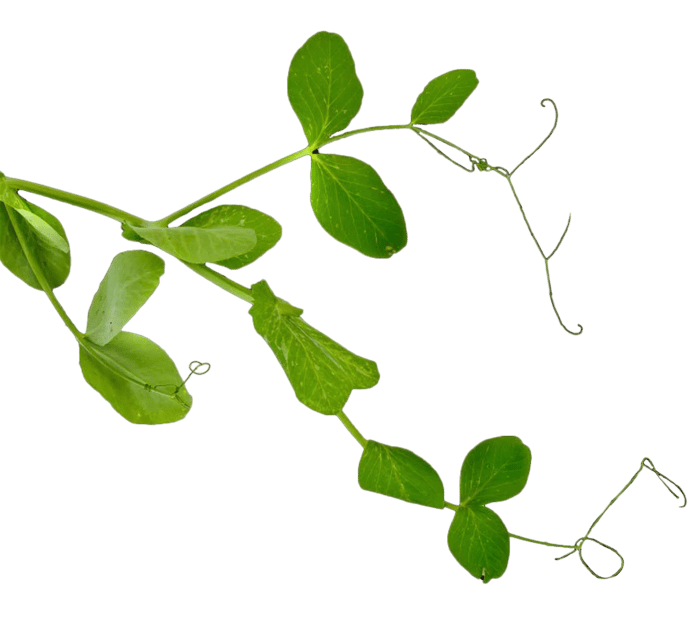 Pea tendril