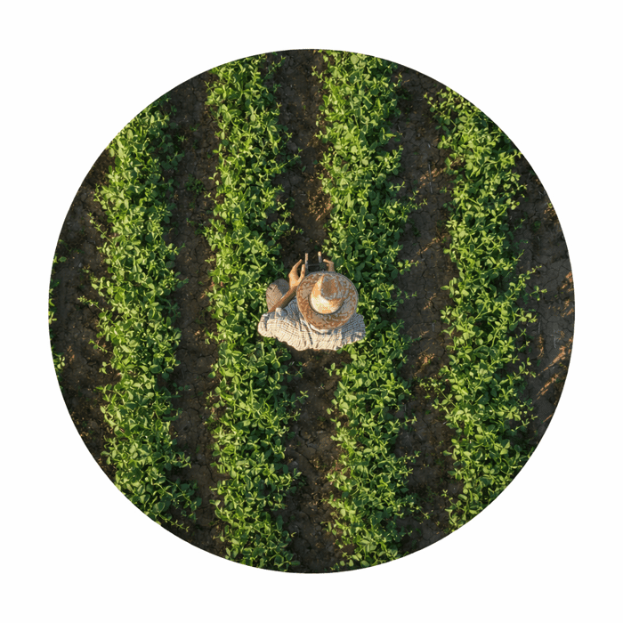 Farmer tending pea plants in evening light