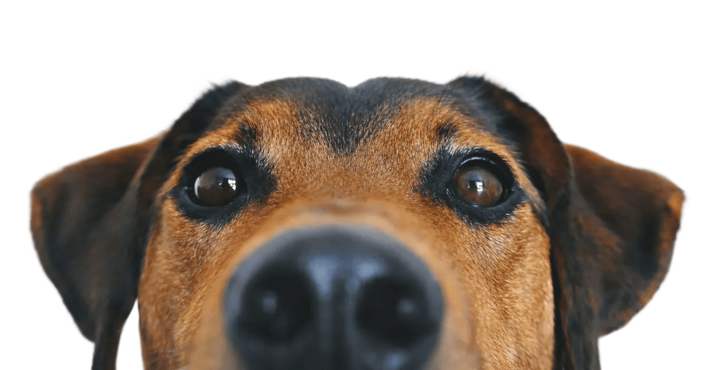 dog close up