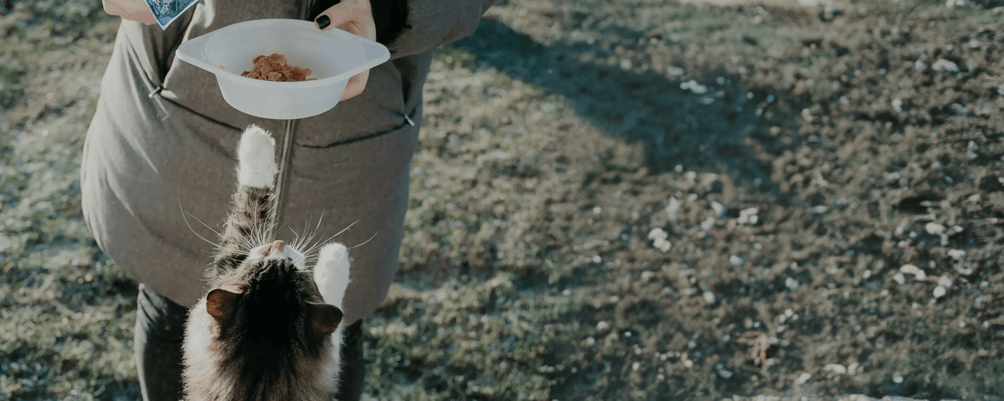 Cat reaching for food bowl