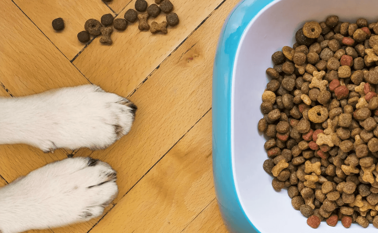 dogs paws with a bowl of food