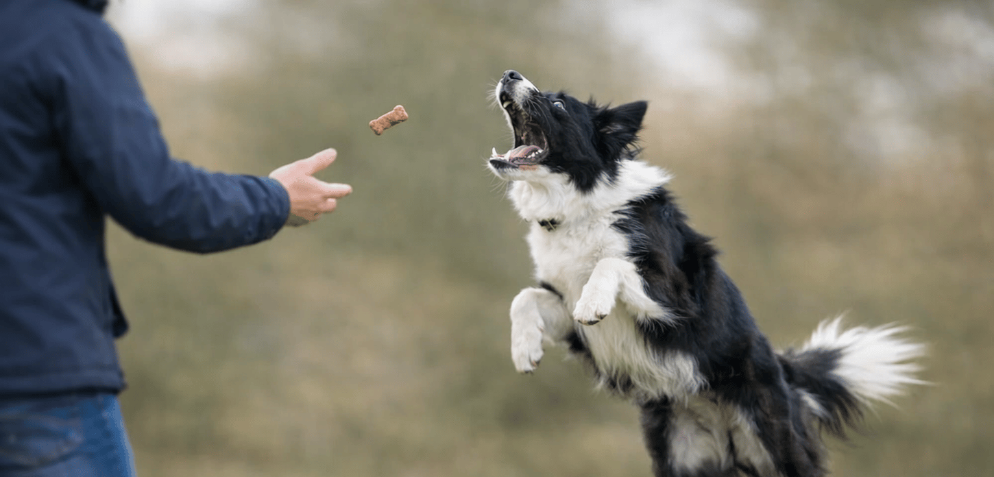 dog jumping for treat