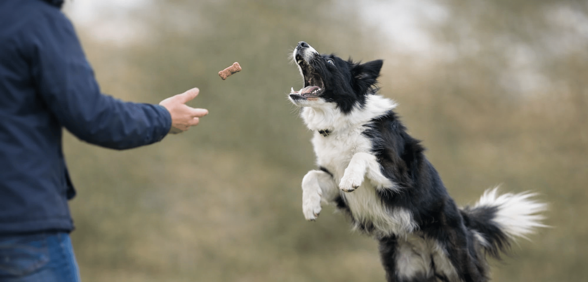 dog jumping for treat