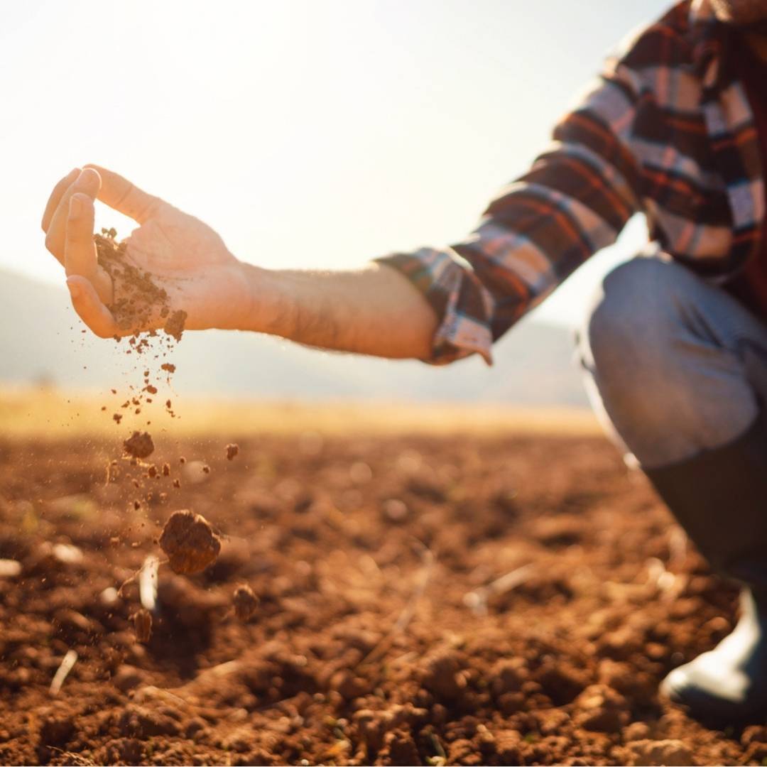 Soil running through a grower's hands