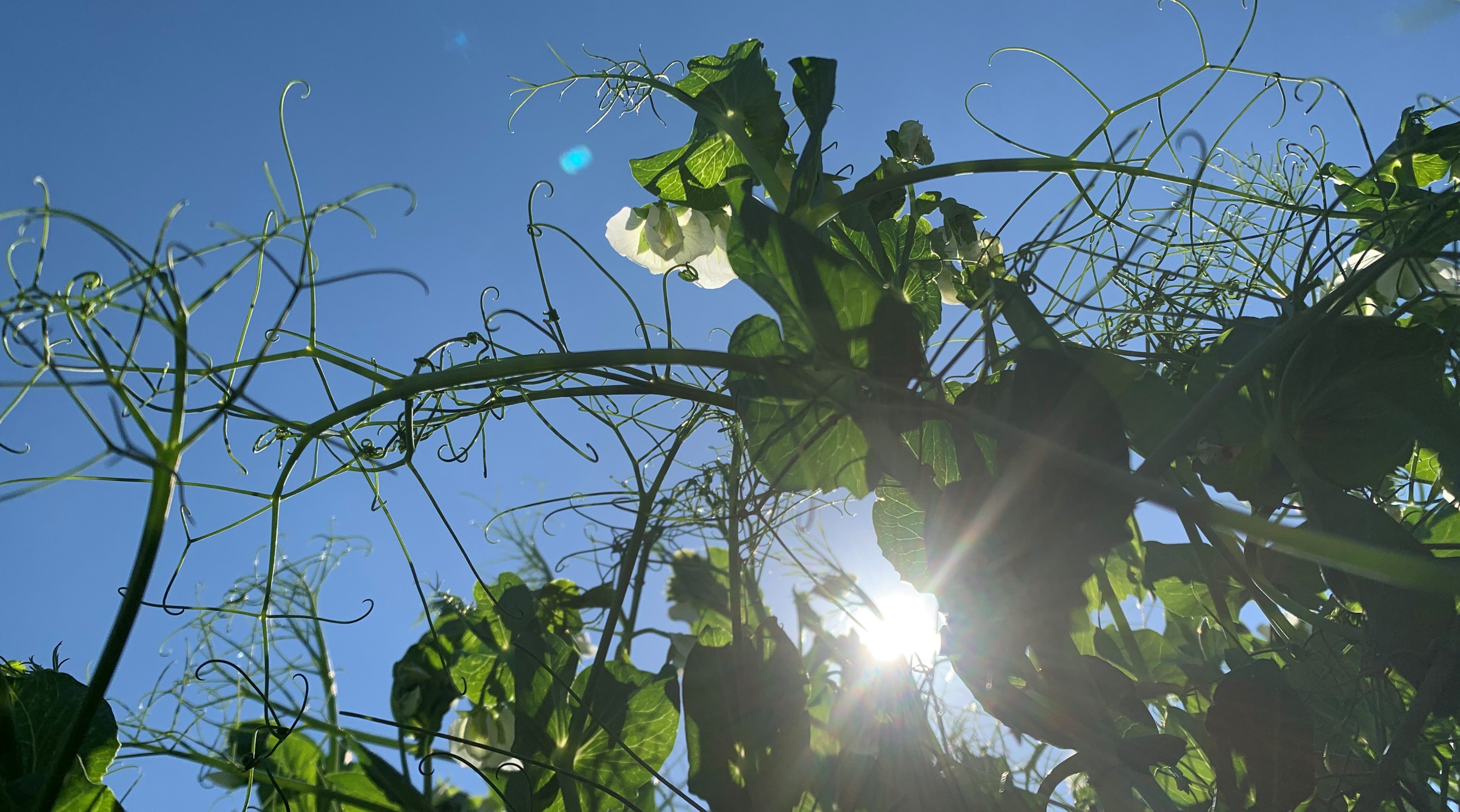 Yellow Field Peas with Sun Peaking Through the leaves